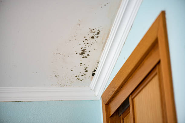 Best DIY Mold Remediation Support Services in Blue Mound, TX