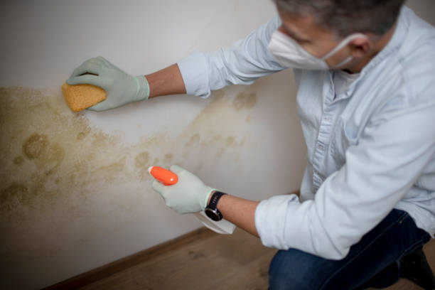 Best Commercial Mold Remediation in Blue Mound, TX