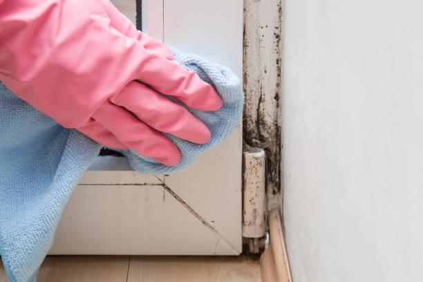 Best Localized Mold Remediation (e.g., coastal areas, humid climates) in Blue Mound, TX