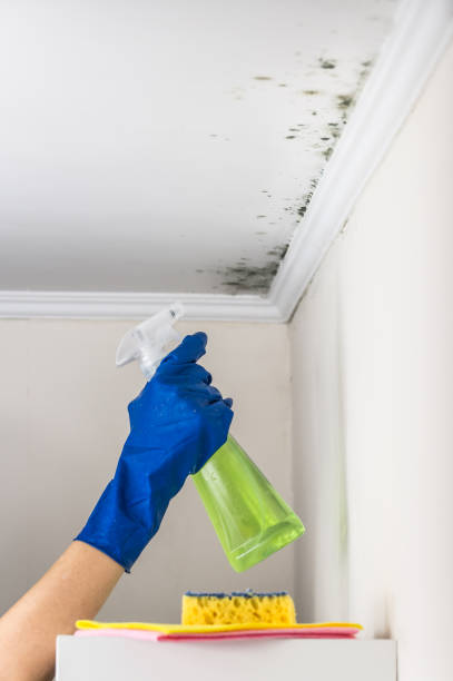 Best Attic Mold Remediation in Blue Mound, TX